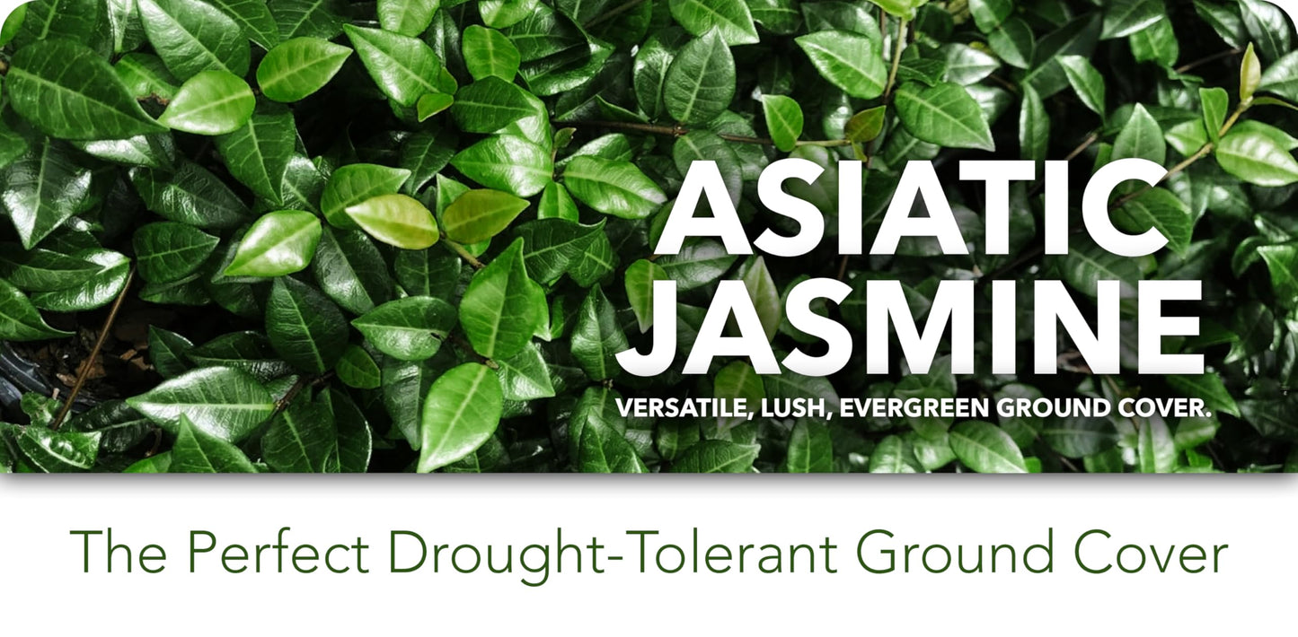Asiatic Jasmine Minima | 5 Live 4 Inch Plants | Trachelospermum Asiaticum | Ground Cover, Fast Growing, Low Maintenance Evergreen, Cold Hardy, Drought Tolerant, Dense Growth, Landscaping