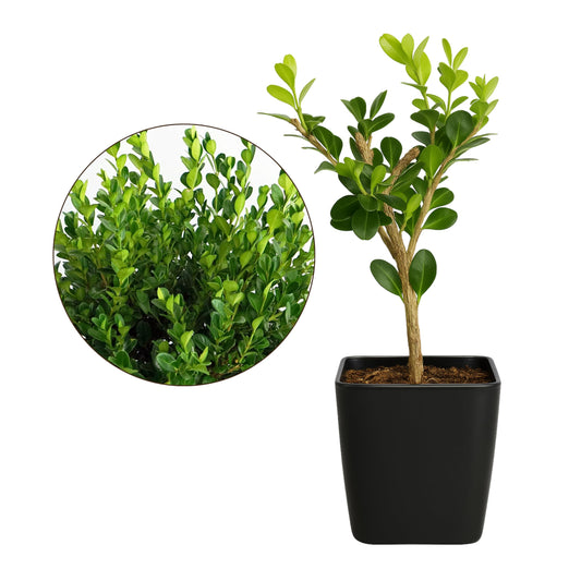 My Shelfie – Winter Gem Boxwood Bonsai Starter Tree (Buxus microphylla Japonica ‘Winter Gem’), 2-Inch Live Evergreen Shrub for Indoor or Outdoor Garden, Landscape, and Home Décor (1)