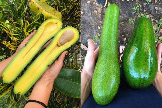 Live Plant - Avocado Long Neck (persea Americana) Tropical Big Fruit Tree 2′-3′ feet
