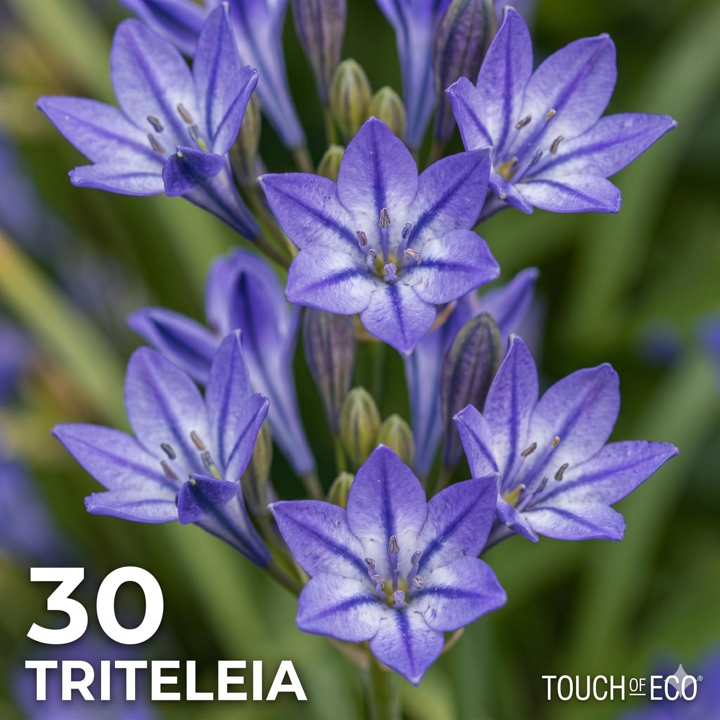 Birds & Bees English Flower Bulb Collection - Colorful Assortment of Flower Bulbs That Will Have Beautiful Blooms - 100 Flower Bulbs