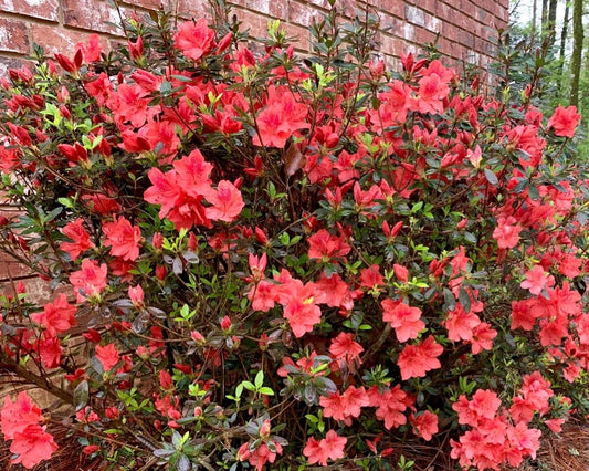 Red Formosa Azalea - Live Plant - (1 QT)