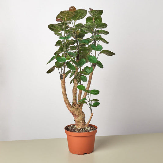 Aralia Fabian Stump 'Polyscias Scutellaria' | Live Plant for Indoor & Outdoor | for Living Room, Office, Bathroom | (6" Pot)