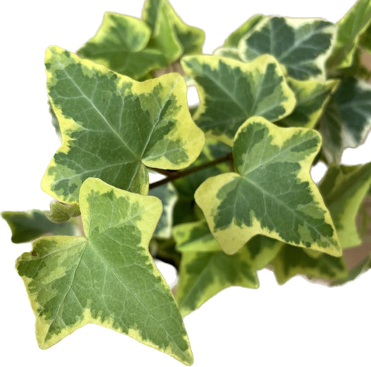 English Ivy Gold Child - Vibrant Variegated Ground Cover Plant - Live English Ivy Plant - Live Variegated English iIy - Available in 3", 4", and 6" Pot - CA Seller (4" Pot)