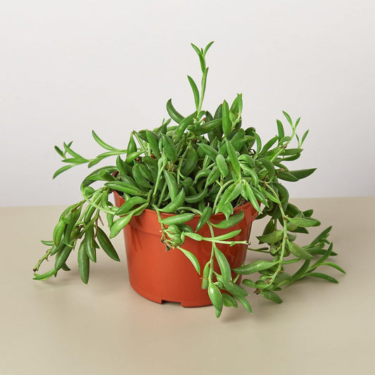Succulent 'String of Bananas' | Live Plant for Indoor & Outdoor | for Living Room, Office, Bathroom | (4" Pot)