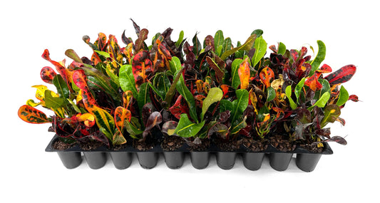 Croton Mammy Variegated | 10 Live Plants | Codiaeum Variegatum | Indoor Foliage, Tropical House Decor, Easy Care, Bright Leaf Colors, Low Maintenance, Live Houseplant, Air Purifying