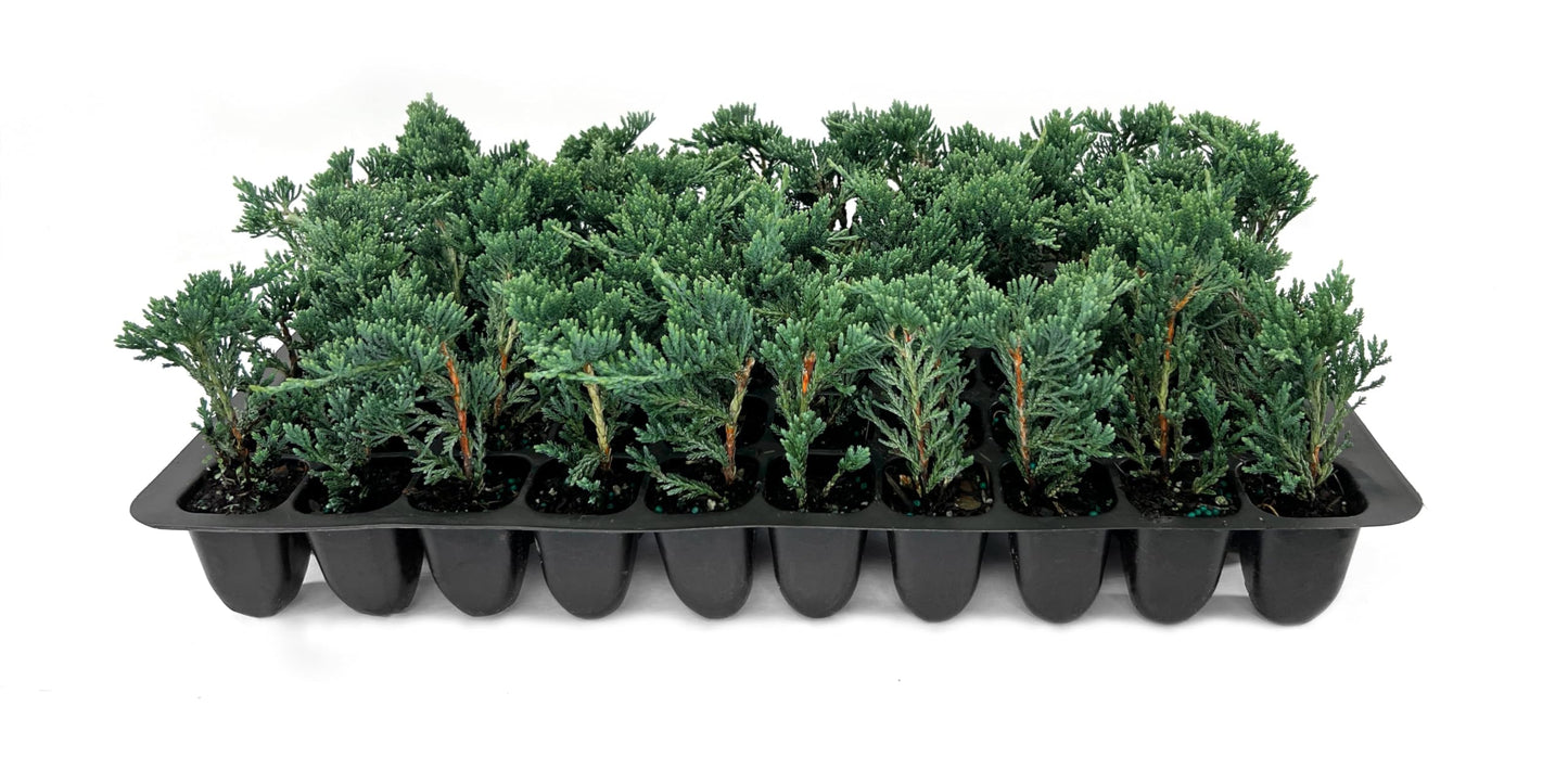 Blue Rug Juniper Wiltonii | 20 Live Plants | Juniperus Horizontalis | Creeping Ground Cover, Low Maintenance Shrub, Drought Tolerant, Evergreen Foliage, Fast Growing, Erosion Control