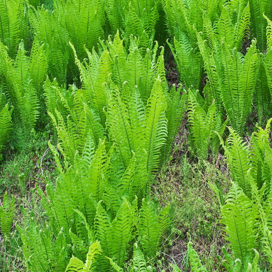 5 Fern Rhizomes, Ostrich Fern Plants Live, Live Fern Plants, Fern Ground Cover Plants Live, Fern Live Plants, 5 Roots