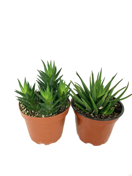 Artisan Grown Haworthia Succulent Collection – 2 Live Haworthia Plants in 4 Inch Pots – Growers Choice - Hand-Picked for Beauty – Perfect Plant Assortment for Indoors or Outdoors