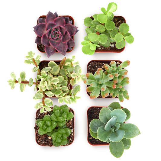 Shop Succulents Collectors Succulent Plant Pack Collection - Live Mini Succulent Plants, Low Maintenance, Colors & Textures - Wedding and Party Favors, Gift & Garden, Pack of 6