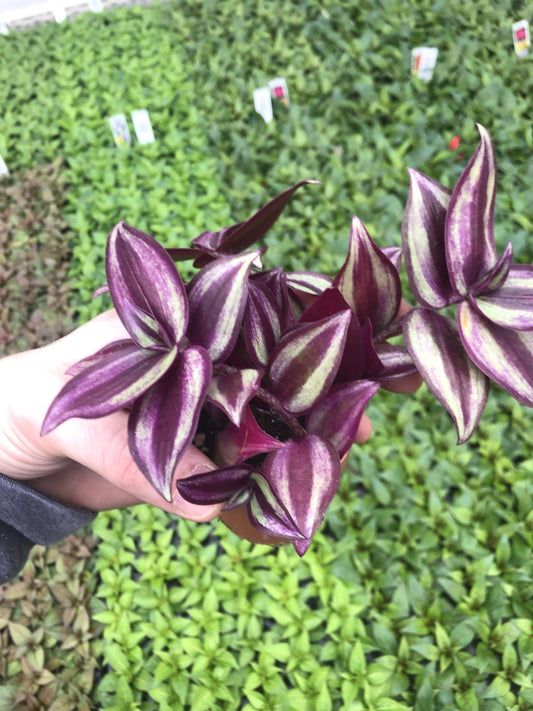 Generic Tradescantia Zebrina ~ Purple Wandering Jew ~ Easy Live houseplant for Home and Office, Green gray