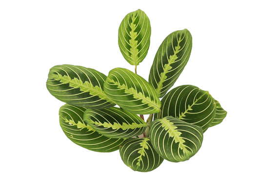 Thorsen's Greenhouse Prayer Plants Set of 2, Maranta leuconeura, Pet Safe, Low Light, Live Indoor Plants, 4" Diameter Plants, Classic Pots (Brushed Silver)