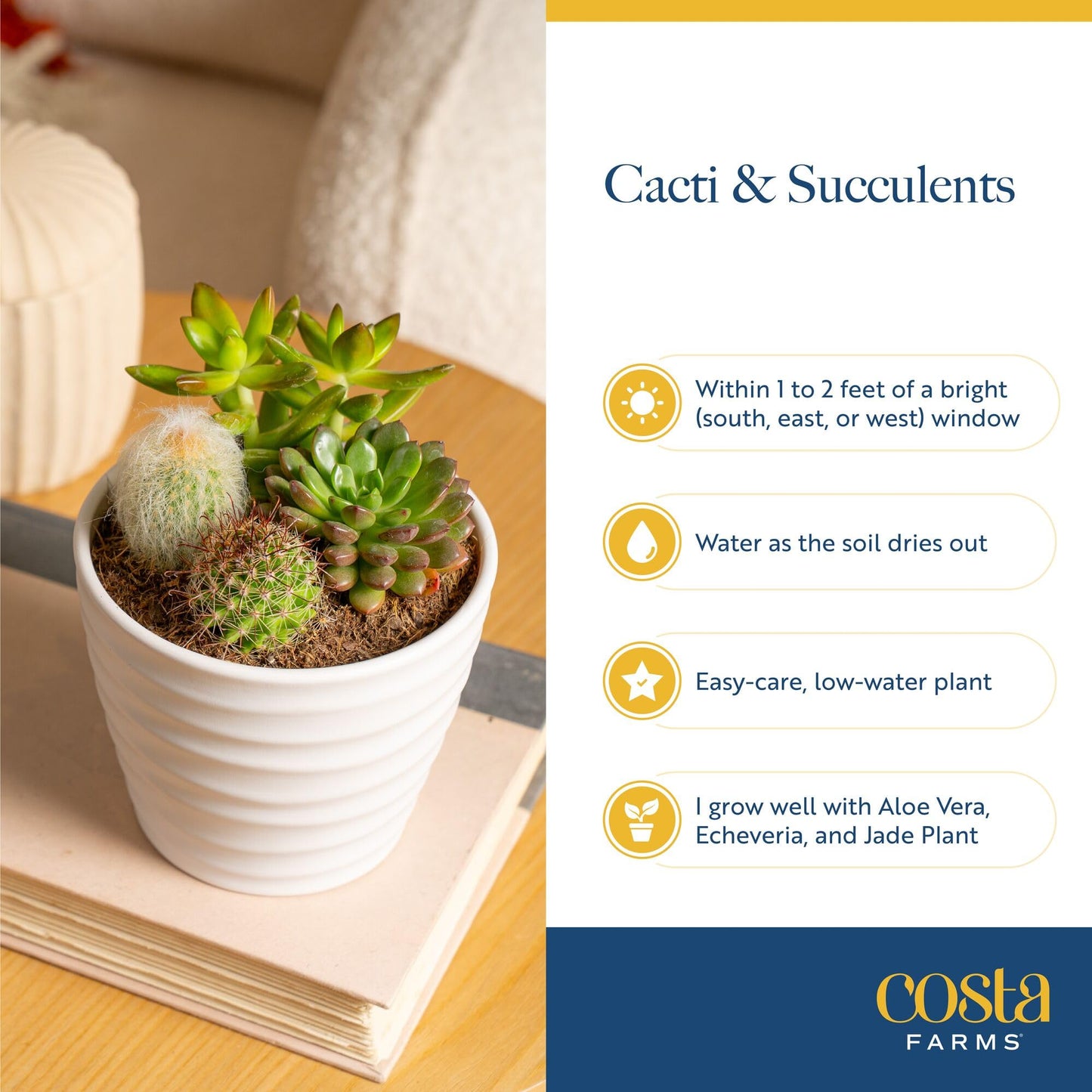 Costa Farms Mini Succulent Live Plants in Decorative Pots, Easy to Maintain Indoor Succulents, Houseplants for Home or Office Decor, House Warming or Birthday Gift, 2-3.5 Inches Tall, Pack of 3