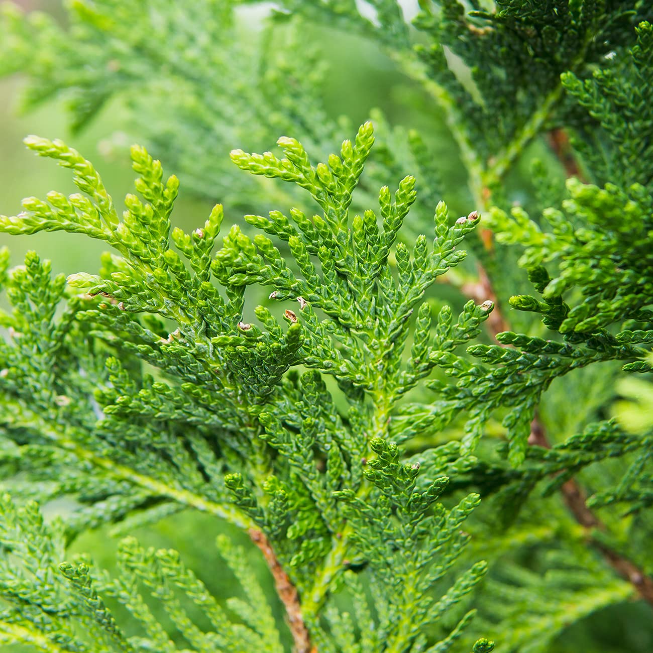 Perfect Plants Thuja Green Giant 1 Gallon | Privacy Evergreen Arborvitae | Adaptable Lush Green Foliage