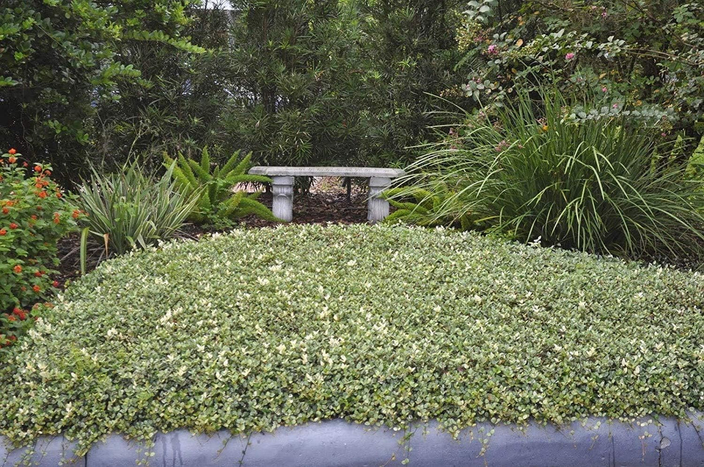 Variegated Asiatic Jasmine Minima | 30 Live Plants | Easy-Grow Ground Cover | Lush, Trailing Green and White Foliage | Perfect for Gardens and Landscape Borders | Hardy Evergreen Plant