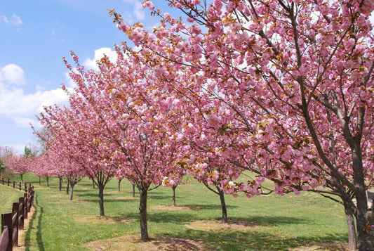 Live Plant - 2 Okame Flowering Cherry Trees - 6-12" Tall Seedlings - Live Plants - 3" Pots
