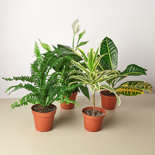 KS Plants Air Purifying Variety Bundle | Live Plant for Indoor & Outdoor | for Living Room, Office, Bathroom | (4" Pot, 4 Pack)