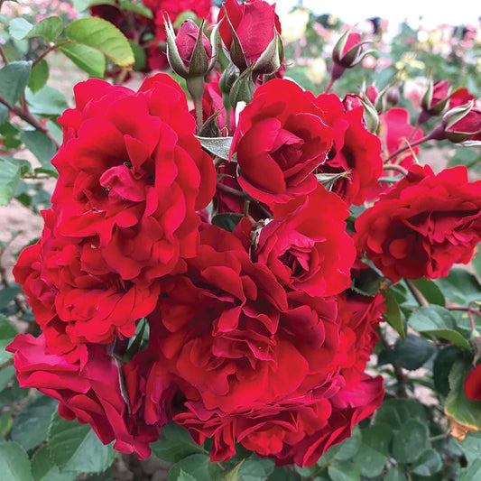 Park Seed Rose A C Navy Lady SH Bareroot