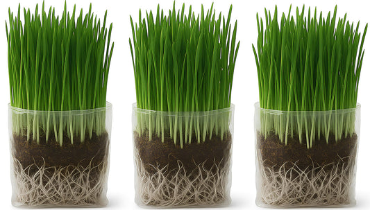 The Cat Ladies Cat Grass Grow Bag Kit, Organic Cat Grass for Indoor Cats, Cat Grass Seeds, Soil & Grow Bags 3 Pack
