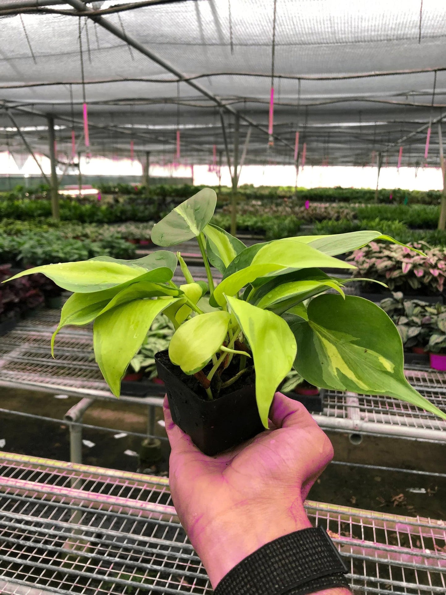 3 Pack Philodendron 'Brasil' in 3in Pot - Live Tropical Houseplant - Easy to Grow | Air Purifying | Variegated | USA Growers | The Snobby Leaf
