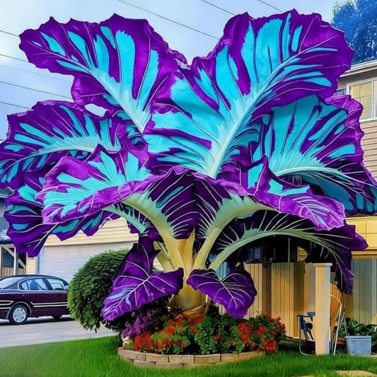 EDRHTJG Rare Giant Foliage Elephant Ear-Hardy Perennial for Backyard Garden Outdoor Patio Decoration Stunning Natural Color Blend (6)