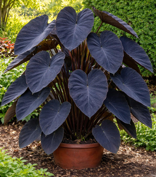 Black Magic Elephant Ear Bulb (Colocasia ‘Black Magic’) Live Plant – Dark Colored Foliage, Tropical Statement Plant for Garden or Patio (5 Bulbs)