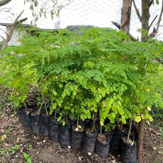 Moringa Tree Live Plant in 4 Inc Pot, 6"-12" Malunggay Drumstick Trees, Horseradish Herb Moringa Plants, Deciduous Tree