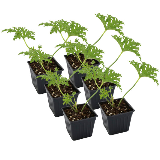 Live Citronella Geranium Plants (6-Pack); Pelargonium Citronella Scented Potted Plants