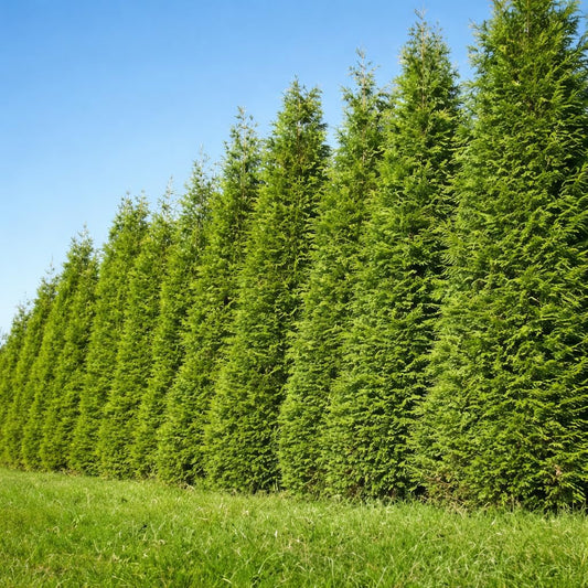 50 Thuja Green Giant Arborvitae Trees/Shrubs - 6-12" Tall Live Plants - Fast Growing Privacy Evergreen Hedges/Bushes - 2.5" Pots - (50 Pack)