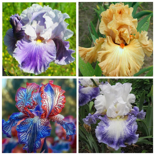 LBJDUYS Perennial Iris Mix - Iris for Sale - Outdoor Decoration, Bold Tropical Accent for Patio and Garden Paths (4)