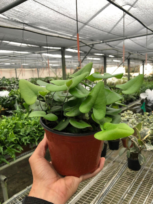 Fern 'Heart' | Live Plant for Indoor & Outdoor | for Living Room, Office, Bathroom | (6" Pot)