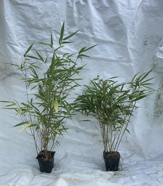 Live Plant - Fountain Bamboo-fargesia-Rooted Plant-Clumping Non-Invasive-Cold Hardy-18-24”