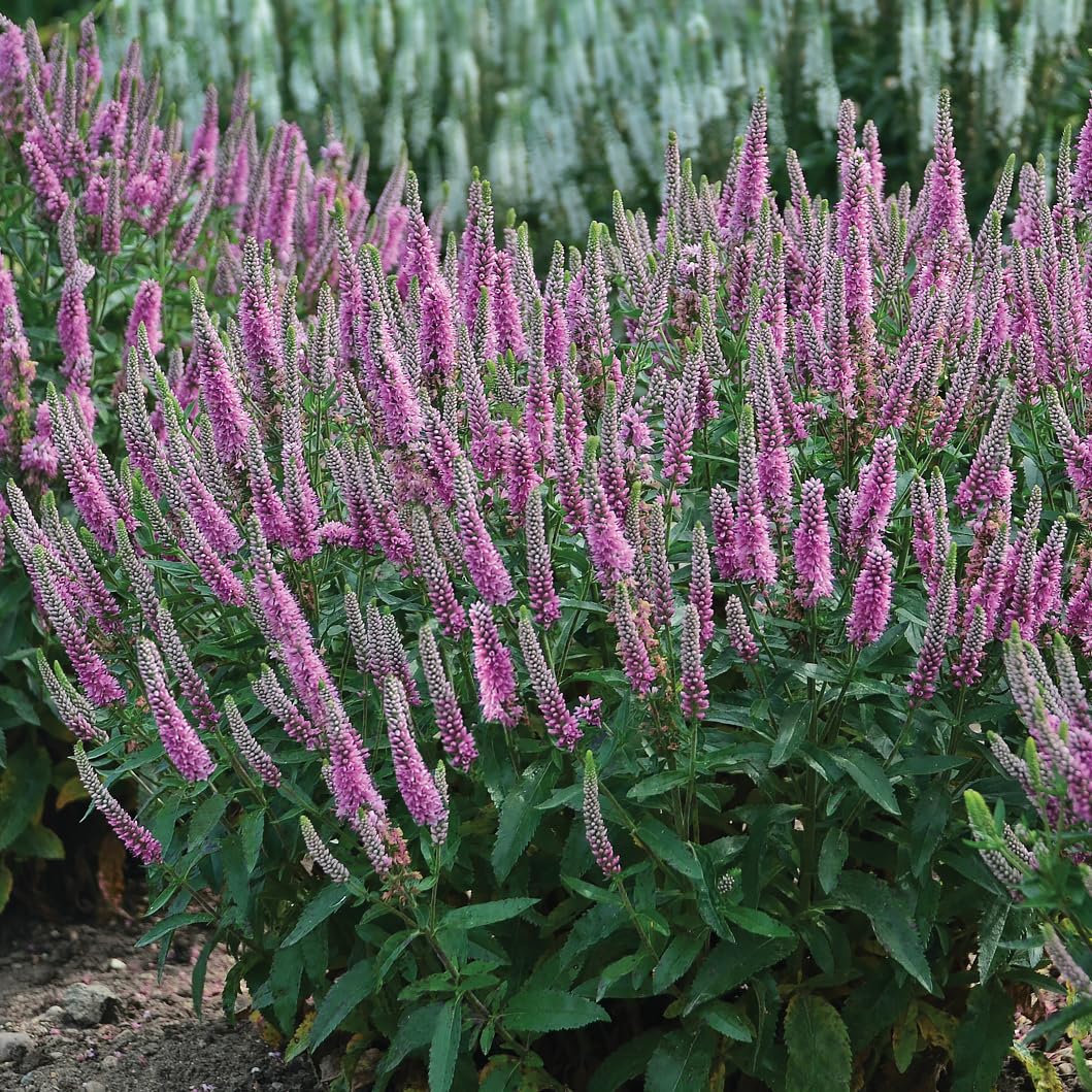 Live Plant from Green Promise Farms - Proven Winners, Veronica Magic Show 'Pink Potion' Spike Speedwell, Pink Flowers - #1 Gallon Size Container