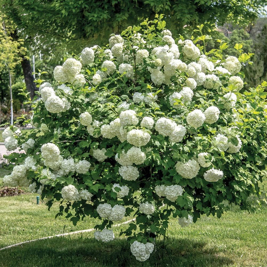 Old Fashion Viburnum Plant Live for Planting, Snowball Viburnum Live Plant 6 to 10 Inches Tall, 4 Inch Pot