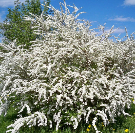 Live Plant - Snowmound Spirea Mounded Shrub - 6-12" Tall Seedling - Live Plant - Quart Pot