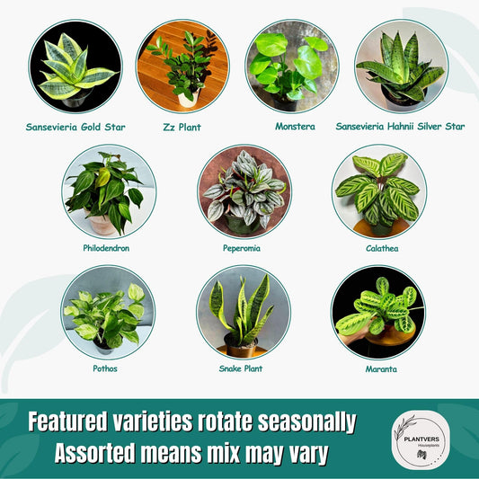 PLANTVERS Set of 4 Assorted Indoor Plants in 4" Grow Pots – Live Houseplants – Easy Care Houseplants - Low Light & Air Purifying Decorative Plants
