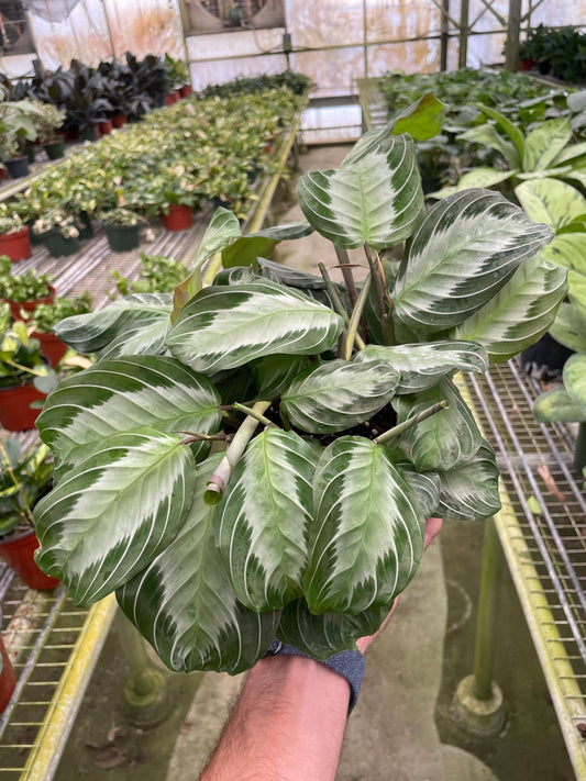 Maranta 'Silver Band' | Live Plant for Indoor & Outdoor | for Living Room, Office, Bathroom | (6" Pot)