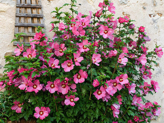 5 Pink Aphrodite Rose of Sharon Shrubs - 10-18" Tall Live Plants - Pink Althea Flowering Trees/Bushes - Hibiscus syriacus 'Aphrodite' - (5 Pack)