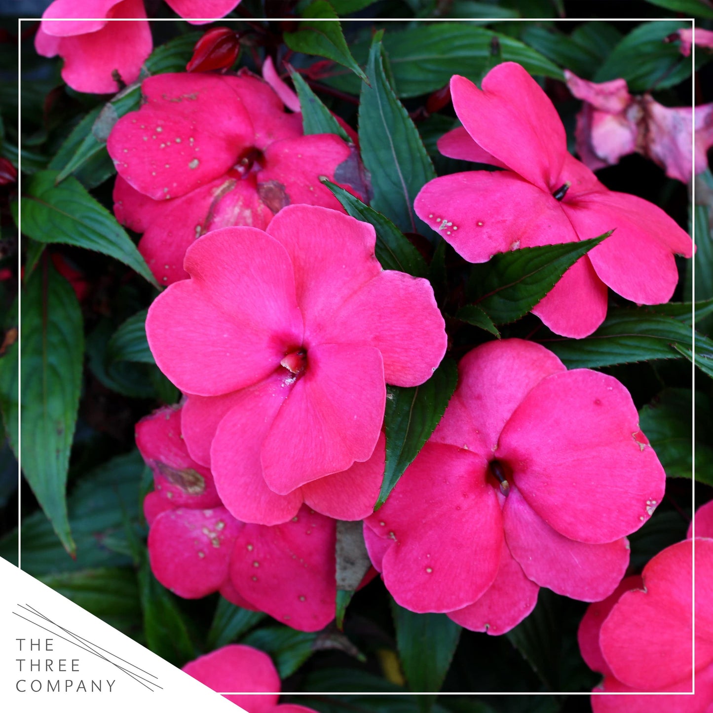 Live New Guinea Impatiens Plant - Shades of Pink (3 Plants Per Pack) - Beautiful Flowering Shade Flowers - 12" Tall by 5" Wide in 1 Qt Pot (Pack of 2)