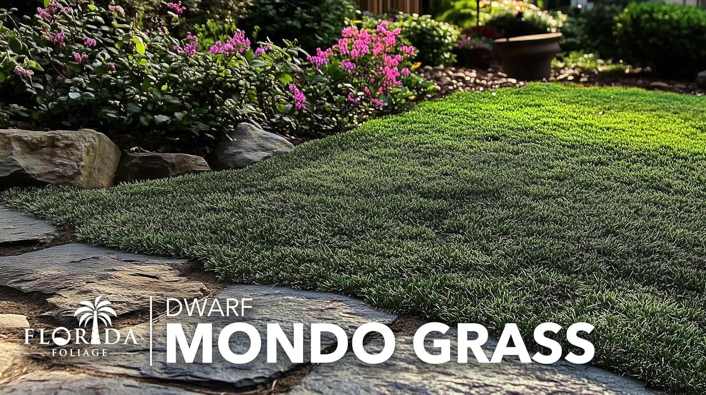 Dwarf Mondo Grass | 10 Large 4 Inch Pots | Ophiopogon Japonicus Nanus | Live Evergreen Shade Loving Groundcover