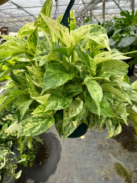 Pothos 'Marble Queen' | Live Plant for Indoor & Outdoor | for Living Room, Office, Bathroom | (8" Pot)