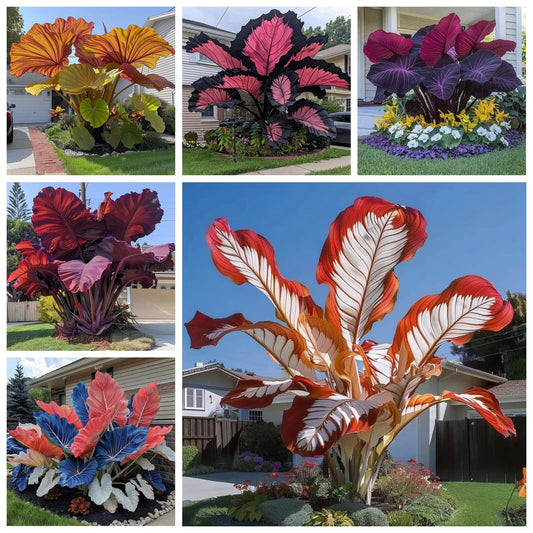 OUHEIYG Shaped Elephant Ears, a clumping, Shade-Tolerant, and Easy-to-Care-for Plant, is Suitable for Outdoor Gardens and Potted -2 Bulbs H