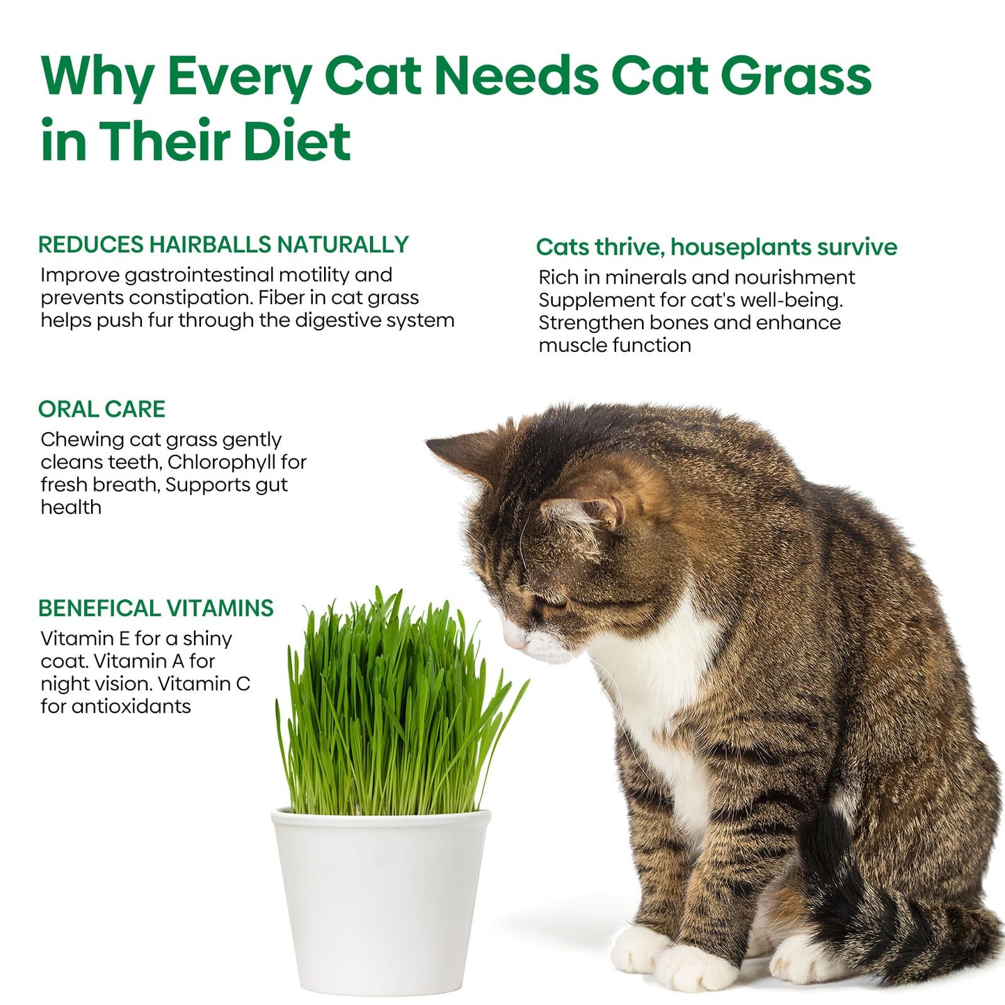 Groundio Cat Grass Seeds, Barley, Oats, Wheat, Rye 4 Varieties, Non-GMO Fast Germinate in 4-7 Days, Sourced from USA for Indoor Cats, 4 Ounce