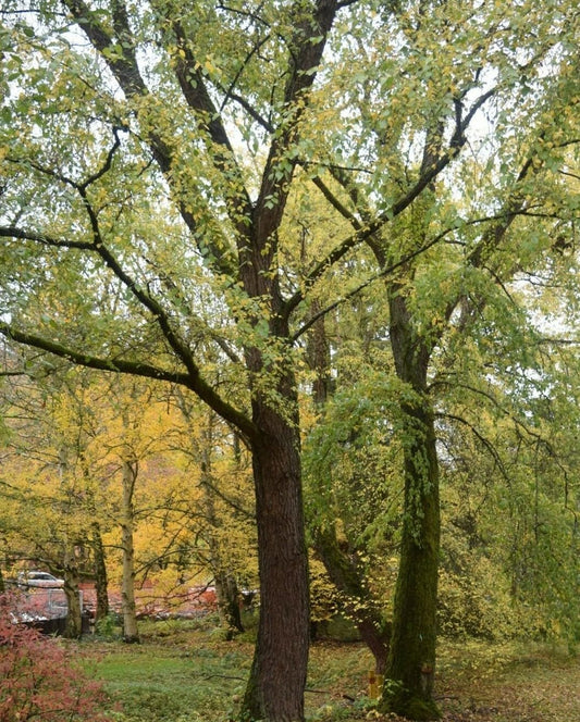 Live Plant - 3 River Birch Trees - 24-36" Tall Live Plants, Bareroot Seedlings - Betula nigra