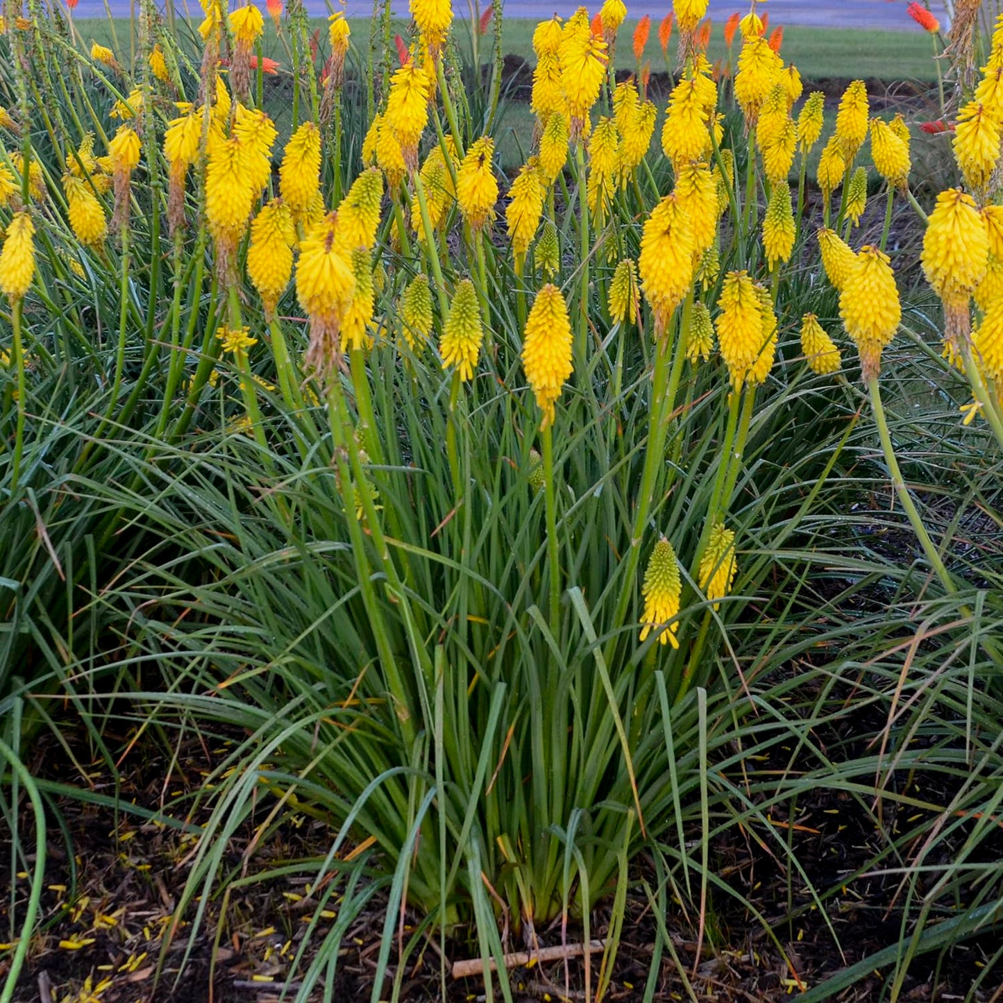 Live Plant from Green Promise Farms - Proven Winners, Kniphofia Pyromania 'Solar Flare' Red Hot Poker, Yellow Flowers - #1 Gallon Size Container