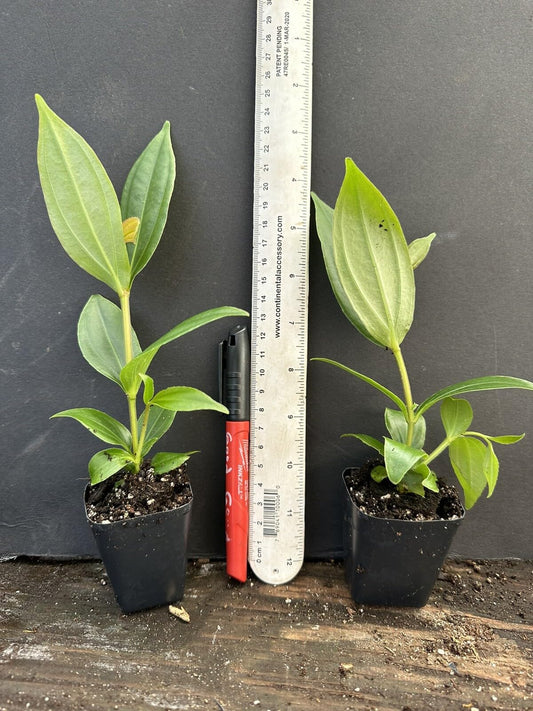 Live Plant - Medinilla Myriantha Malaysian Orchid Live Flowering Plant Aka Malaysian Grapes