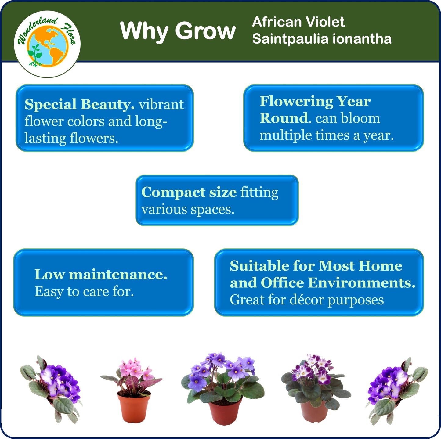 2-PK of African Violets (2 Count), Saintpaulia ionantha, Colors May Vary but All Different, Live Plant, Indoor Plants, House Plants, Holiday Gifts, 4-inch Pots
