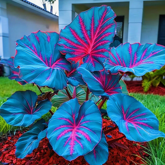 BGNIORT Elephant Ear for Planting/Elephant Ear Vibrant Colors，Landscape Design for Outdoor Gardens and Balconies (10)