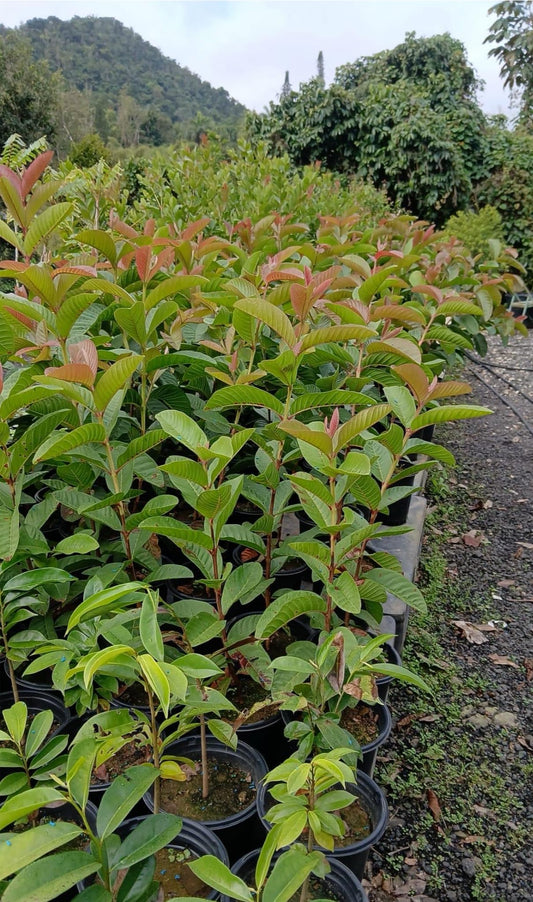 Big Ruby Su pre me Guava(Psidium guajava) Guayaba Live Fruit Tree (2-3ft) Rare Plant