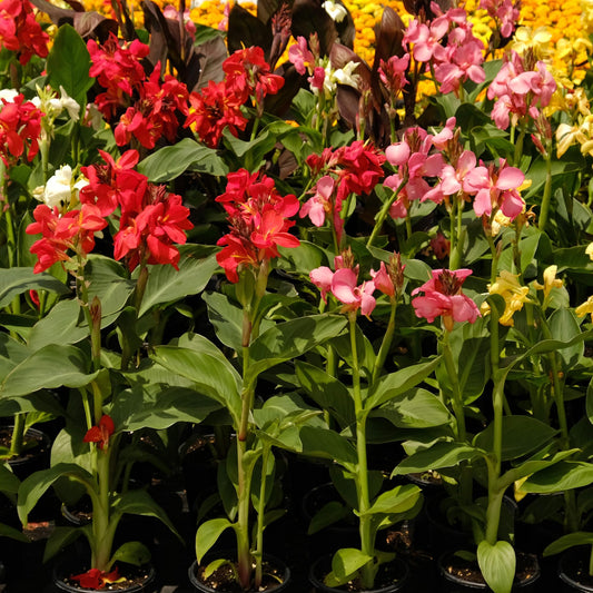 Dwarf Canna Lily Variety Mix Bulbs – Set of 3 Bulbs – Mixed Colors, Tropical Border and Container Plant, Pollinator Garden, Zones 3–9, Up to 4 Ft Tall