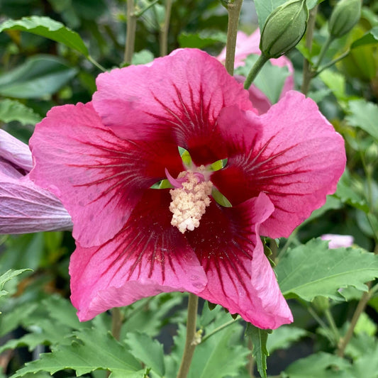 Proven Winners Red Pillar Rose of Sharon (Hibiscus syriacus) Live Plant, 4.5" Qt, 4 Pack
